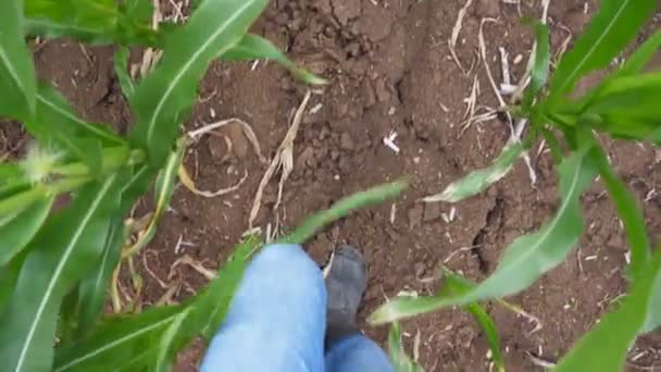 Ponto de vista pés masculinos em botas pisando através dos talos de milho no campo na fazenda orgânica. Pernas de jovens agricultores que vão entre os caules de milho no prado verde. Fechar em câmera lenta POV — Vídeo de Stock