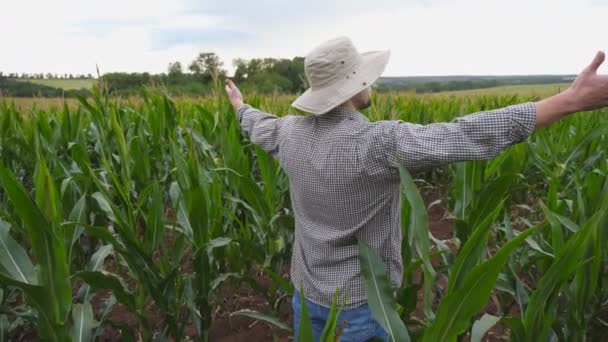Közeli fiatal mezőgazdasági termelő áll a kukorica területén a biogazdaságban, és felhívja a kezét. A kukoricaültetvényt a borús napon nézi férfi munkás. A mezőgazdasági tevékenység fogalma. Dolly lövés lassított