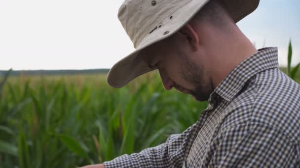 Primer plano del joven agricultor examinando el girasol en el campo de maíz. Trabajador masculino parado en la plantación de maíz y tocando suavemente la flor amarilla. Concepto agrícola. Fondo borroso del prado verde — Vídeos de Stock