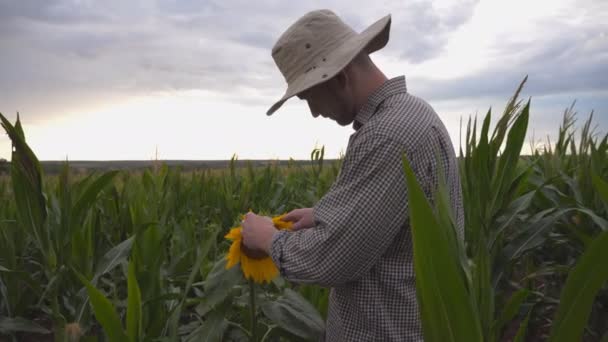 Joven agricultor tocando suavemente el girasol en el campo de maíz en la granja orgánica. Trabajador de pie en la plantación de maíz y examinando la flor amarilla en el día nublado. Concepto de empresa agrícola — Vídeos de Stock