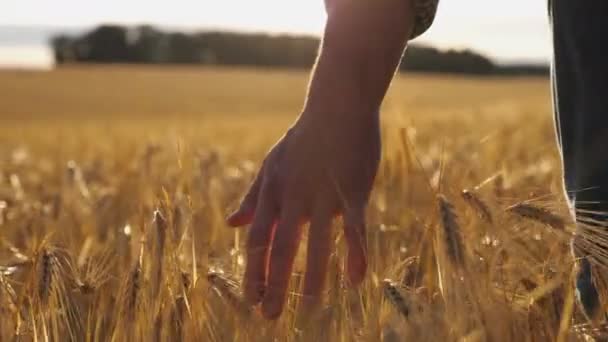 在种植园种植的小麦上，一只小手在靠近它。年轻人在大麦地里走来走去，轻轻地抚摸着金黄色的麦穗。背景上的阳光。后视镜慢动作 — 图库视频影像