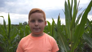 Organik çiftlikte mısır tarlasının arka planına karşı kameraya bakan genç kızıl saçlı çocuğun yakın çekimi. Bulutlu bir günde mısır tarlasında duran küçük sevimli çocuğun portresi