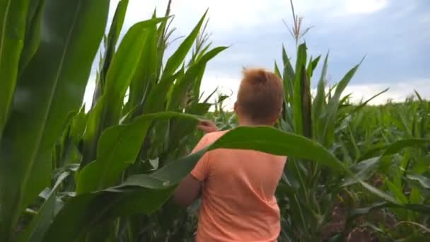 Bulutlu bir günde mısır tarlasında koşan küçük kızıl saçlı çocuğu takip edin. Küçük çocuk yeşil çayırda koşuyor. Sevimli çocuk mısır plantasyon geçerken eğleniyor. Arka görüş Yavaş hareket — Stok video