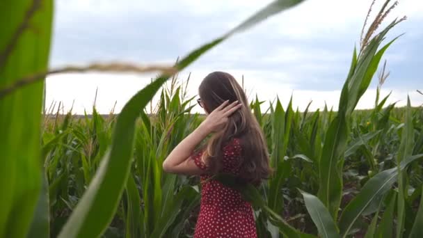 Belle fille mignonne en robe rouge regardant dans la caméra et redressant ses longs cheveux bruns dans le champ de maïs. Jolie jeune femme en lunettes de soleil debout dans la prairie à la ferme biologique. Mouvement lent — Video