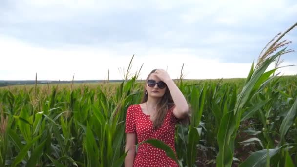 Cámara poco a poco acercándose a la hermosa joven en vestido rojo que alisar su largo cabello castaño en el campo de maíz. Mujer atractiva en gafas de sol de pie en el prado y mirando hacia adelante — Vídeos de Stock