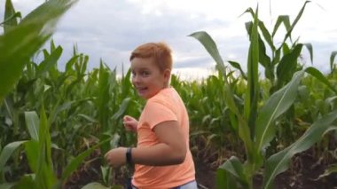Mısır tarlasında koşan mutlu, kızıl saçlı çocuk kameraya dönüp gülümsüyor. Tatlı küçük çocuk bulutlu bir günde mısır tarlasında koşarken eğleniyor. Arka plan Yavaş çekim