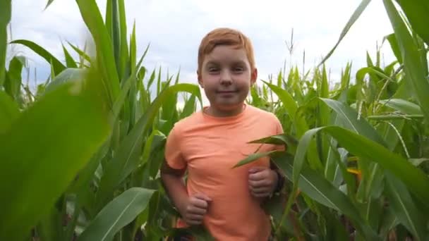 Közeli kép aranyos kis vörös hajú fiú fut át a kukoricamezőn, és megpróbálja elérni kamera kézzel. Boldog kis vörhenyes kölyök kocog a kukoricaültetvényen a borús napon. Lassú mozgás. — Stock videók