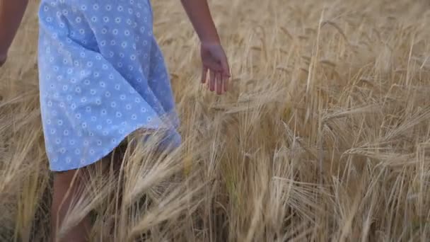 Small girl in walking through wheat field and stroking ripe spikelets. Cute child spending time at plantation and touching golden ears of crop. Little kid in dress going over the meadow of barley — Stock Video