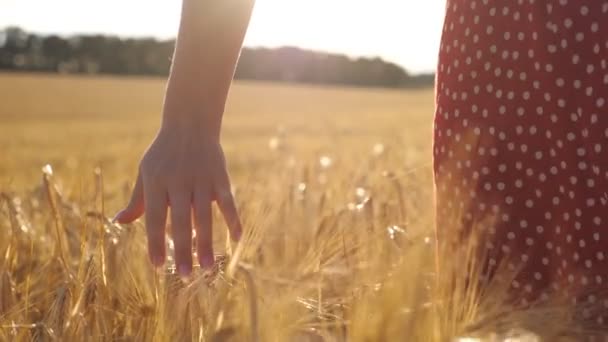 Ręka samicy poruszająca się nad dojrzałą pszenicą rosnącą na łące ze światłem słonecznym w tle. Młoda kobieta przechadzająca się po polu jęczmienia i dotykająca złotych uszu. Widok z tyłu Zwolniony ruch — Wideo stockowe