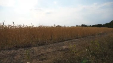 Genç motosikletçi buğday tarlası yakınlarında yolda gidiyor. Arpa çayırının yakınındaki motokros yolunda bir erkek sürücü. Motorcu doğada dinleniyor. Ekstrem spor anlayışı. Arka plan Yavaş çekim