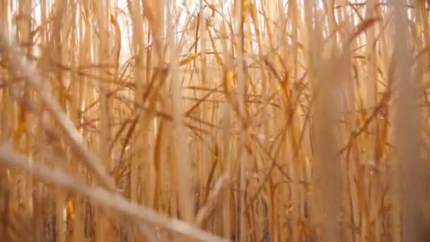 Crane ha sparato sopra le spighe di grano maturo al campo di cereali nella giornata di sole. Vista sulle orecchie dorate di orzo sullo sfondo sfocato del cielo blu. Concetto agricolo. Bellissimo paesaggio naturale. Lento mo — Video Stock