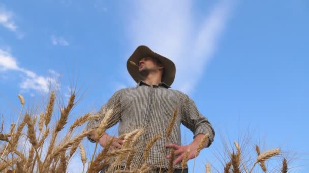 Agricultor masculino em pé no prado de cevada e olhando para a plantação de cereais. Jovem agrônomo examinando campo de trigo maduro no dia ensolarado. Conceito de negócio agrícola. Céu azul no fundo. Vista baixa — Vídeo de Stock