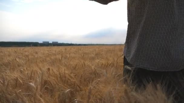 Olgun buğday tarlasında duran ve altın tarlasında elini gösteren erkek çiftçi. Genç tarımcı saman çayırına bakıyor ve mevsimlik arpa hasadından memnun. Tarım kavramı — Stok video