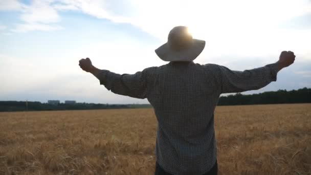 Glücklicher junger Bauer, der auf einem reifen Weizenfeld steht und die Hände auf seiner goldenen Plantage hebt. Der männliche Agrarwissenschaftler blickt auf die Gerstenwiese und ist zufrieden mit der saisonalen Gerstenernte. Landwirtschaftskonzept — Stockvideo