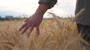 Genç çiftçi arpa tarlasında yürüyor ve altın kollu ekin kulaklarıyla okşuyor. Erkek el olgun buğday üzerinde hareket ediyor çayırda büyüyor. Tarım sektörü konsepti. Arka plan Yavaş çekim