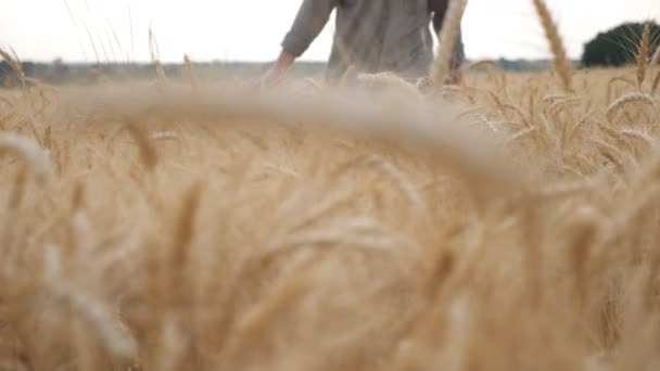 Joven agricultor caminando por el prado de cebada y suavemente acariciando las orejas doradas de la cosecha. Mano masculina de agrónomo moviéndose sobre trigo maduro creciendo en el campo. Concepto agrícola. Primer plano: cámara lenta — Vídeos de Stock