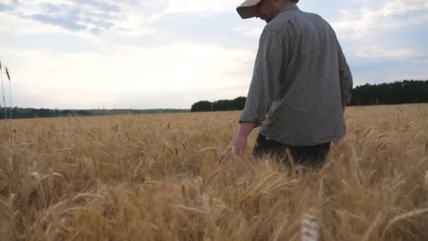 Arpa çayırlarında yürüyen ve olgun dikenleri okşayan genç bir tarım uzmanı. Erkek çiftçi buğday tarlasından geçiyor ve altın ekin kulaklarıyla dokunuyor. Tarım konsepti. Dolly vurdu. — Stok video