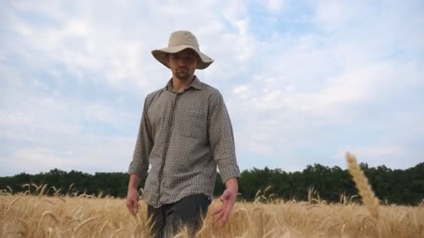 Jeune agronome marchant parmi les prés d'orge et caressant des épillets mûrs. Homme agriculteur passant par le champ de blé et touchant avec les mains oreilles dorées de la culture. Concept d'agriculture. Dolly shot — Video