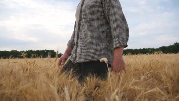 어린 농학자 가밀밭을 거닐다가 황금빛 곡식 이삭에 부드럽게 손을 댑니다. 보리 밭 사이로 가서 손을 들고 있는 농부. 농업 사업의 개념. 멍청 한 샷느린 동작 — 비디오