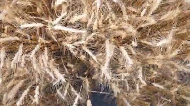 Piedi maschili di agronomo in stivali che attraversano gli steli di grano sul campo. Gambe di giovane agricoltore che vanno tra steli di cereali a prato. Concetto di attività agricola. Close up Rallentatore POV — Video Stock