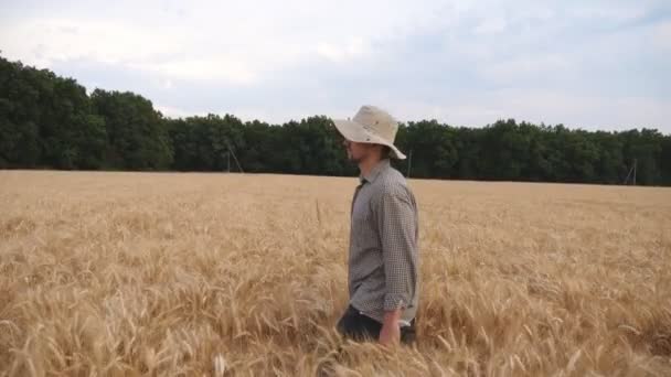熟した小麦の牧草地を歩き、黄金のプランテーションを探索する男性農家。若い農学者は大麦の畑を通って穀物の収穫を調べます。農業の概念。ドリーショットスローモ — ストック動画