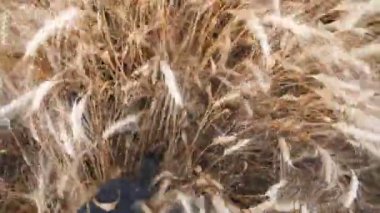 Çizmeli genç çiftçinin bacakları arpa otlağında mısır gevreği sapları arasında koşuyor. Tarımın erkek ayağı tarladaki buğday saplarının arasında koşuyor. Tarım sektörü kavramı. Yavaş çekim Pov