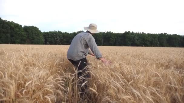 Rückansicht eines männlichen Bauern, der durch das Gerstenfeld geht und mit den Händen goldene Ähren berührt. Junge Agronomin spaziert zwischen Weizenwiesen und streichelt reife Stacheln. Landwirtschaftskonzept — Stockvideo