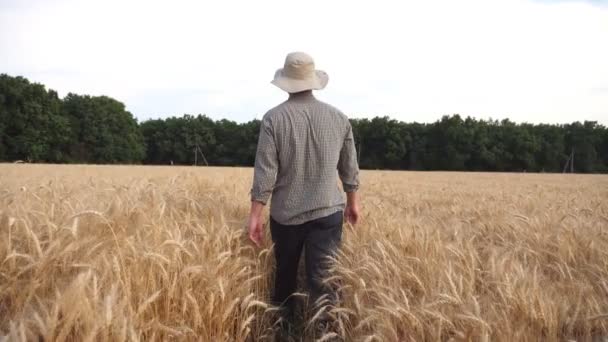 Joven agrónomo que recorre el campo de cebada y explora la plantación dorada. Hombre agricultor caminando entre prados maduros de trigo y examinando la cosecha de cereales. Concepto de negocio agrícola. Vista trasera — Vídeos de Stock