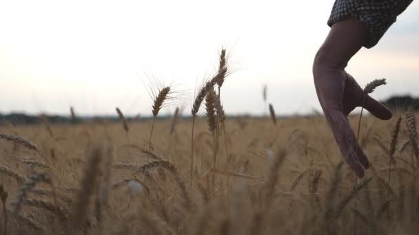 Fermez le bras masculin en caressant doucement les oreilles de blé doré sur le champ. Main d'agriculteur touchant des épillets de céréales mûres sur la prairie d'orge. Concept d'entreprise agricole. Vue arrière Mouvement lent — Video