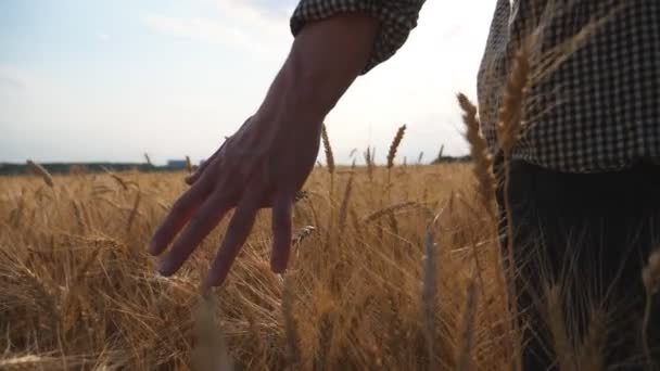 Mužská ruka farmáře, který se pohybuje nad zralou pšenicí, která roste na louce. Mladý agronomista kráčí po poli ječmene a jemně hladí zlaté uši obilí. Zemědělský koncept. Zadní pohled Zpomalený pohyb — Stock video