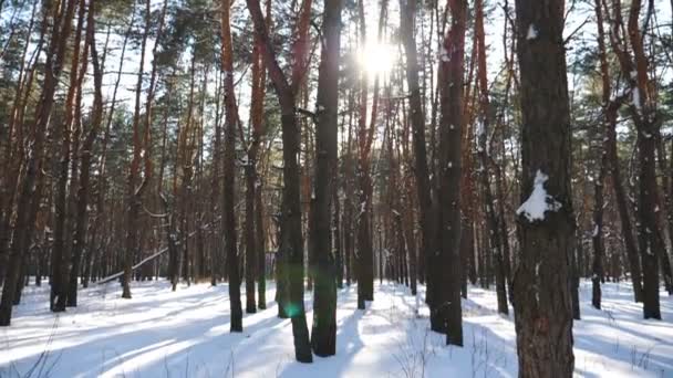 Vista panoramica sulla pineta ricoperta di neve bianca. Luminosa luce del sole che splende attraverso alti tronchi di alberi e legno illuminante. Bellissimo paesaggio naturale. Concetto invernale. Al rallentatore Dolly ha sparato — Video Stock