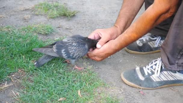 Hands of homeless man feed gray dove. Unrecognizable guy take care wild bird. Friendly pigeon pecking food from male palms. Slow motion Close up — Stock Video