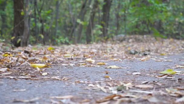 Pies masculinos de atleta joven corriendo a lo largo del sendero a principios del bosque de otoño. Piernas de deportista fuerte trotando a lo largo del camino en la naturaleza. Hombre deportivo entrenando al aire libre. Vida activa saludable. Movimiento lento — Vídeo de stock