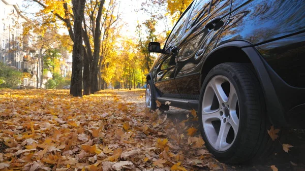 Siyah SUV hızla caddeden geçiyor arkasında toz ve sarı yapraklarla pisti terk ediyor. Güneşli bir günde kentsel sonbahar parkı boyunca güçlü bir araba sürüyor. Manzaralı sonbahar ortamı. Yavaş çekim.