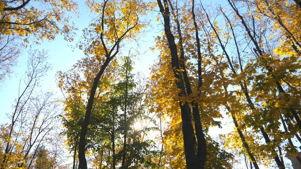 以黄色枫叶和天空为背景 俯瞰树梢 树上五彩斑斓的树叶在风中轻轻摇曳 灿烂的阳光透过茂密的树枝照射着 慢动作低角度视点 — 图库照片