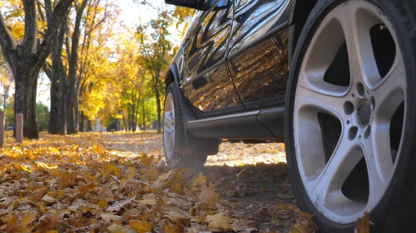 Siyah SUV hızla caddeden geçiyor arkasında toz ve sarı yapraklarla pisti terk ediyor. Güneşli bir günde kentsel sonbahar parkı boyunca güçlü bir araba sürüyor. Manzaralı sonbahar ortamı. Düşük açı görünümü.