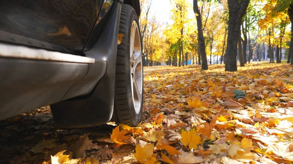 Sarı yaprakların üzerinden hızla geçen siyah SUV 'un görüntüsü. Güneşli bir günde kentsel sonbahar parkı boyunca güçlü bir araba sürüyor. Manzaralı sonbahar ortamı. Yavaş çekim.