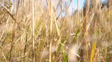 Yüksek kuru çimlerle orman çimlerinde hareket eden bir kamera. Parlak, sıcak güneş ışığı çayırı aydınlatıyor. Vahşi bitkilerin sarı saplarına bakın. Manzaralı arka plan. Bakış açısı Yavaş çekim