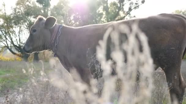 Молода допитлива корова стоїть на газоні і спокійно дивиться на щось. Милі доброзичливі тварини пасуть на лузі в сонячний день. Велика рогата худоба на пасовищах. Розмитий фон. Концепція фермерства. Доллі Постріл Повільний рух — стокове відео