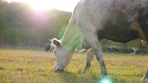 Primer plano de la vaca de pie en el césped y comer hierba fresca verde. Lindo animal amistoso pastando en el prado en el día soleado. Ganado en pastos. Fondo de la naturaleza escénica. Concepto agrícola. Movimiento lento — Vídeo de stock