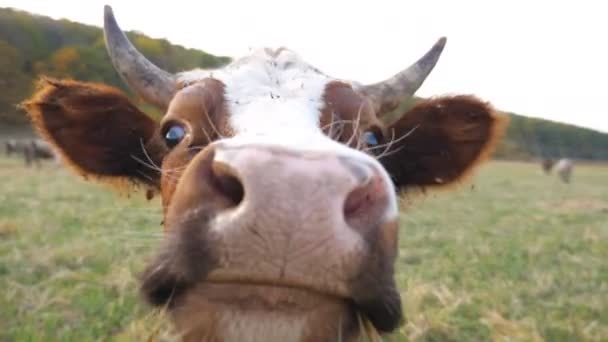 Nieuwsgierige koe die in de camera kijkt en eraan ruikt. Leuke vriendelijke dieren grazen in weiland waaruit nieuwsgierigheid blijkt. Rundvee op grasland. Landbouwconcept. Langzame beweging Close-up — Stockvideo