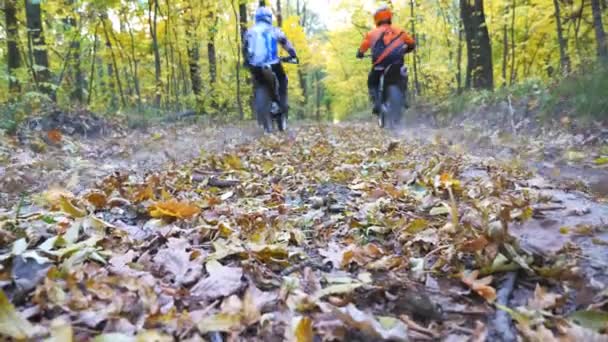Два мотоциклісти разом перетинають лісову стежку на своїх мотоциклах. Друзі активно відпочивають на відкритому повітрі, керуючи потужними мотоциклами. Велосипедисти насолоджуються подорожжю. Екстремальна спортивна концепція. Вид ззаду — стокове відео