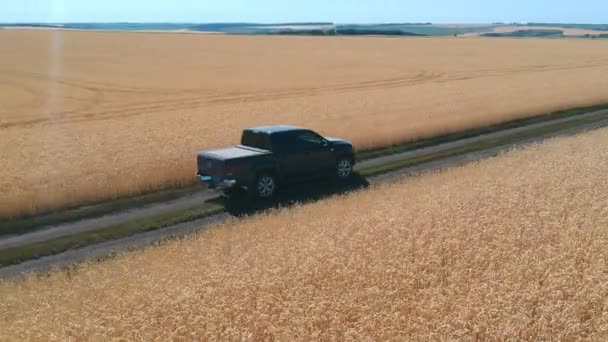 Zdjęcie z lotu ptaka jadącego w pobliżu pola pszenicy. Czarny pickup jedzie pustą wiejską drogą. Latanie nad samochodem na wsi w letni dzień. Pojęcie rolnictwa — Wideo stockowe