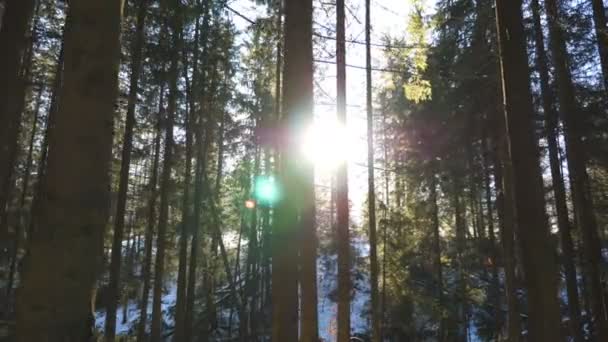 Los rayos de sol cálidos iluminan las plantas de pinería en invierno. La luz del sol atraviesa los árboles temprano en la mañana. Bosque de pino de montaña con sol brillante. Hermosa naturaleza de fondo. Dolly disparó en cámara lenta — Vídeo de stock