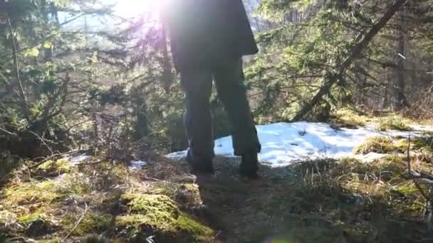 Mochilero macho camina en el bosque de abetos a principios de la primavera. Caminante irreconocible mira a la hermosa naturaleza y levanta las manos con la luz del sol en el fondo. Concepto de vacaciones o vacaciones. Vista trasera Lento mo — Vídeos de Stock