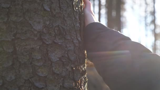 Man handen slår en bark furu med solljus i bakgrunden. Ung backpacker rör vid en trädstam i skogen tidigt på våren. Begreppet miljöskydd och ekologi vård. Närbild Slow mo — Stockvideo