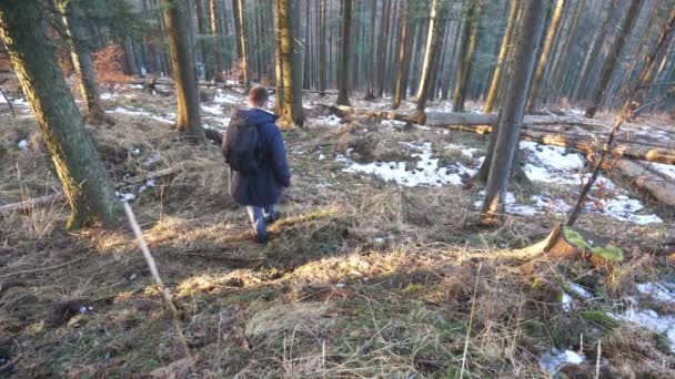 Achteraanzicht van mannelijke toerist met rugzak loopt naar beneden op de helling van dennenbos. De jonge backpacker gaat vroeg in het voorjaar de heuvel af in Pinery. Een man die naar de natuur wandelt. Begrip vakantie of vakantie. Langzaam. — Stockvideo