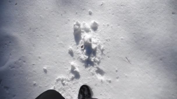 Vista dall'alto delle gambe dell'uomo che calpestano la neve profonda illuminando la luce solare. Escursionista irriconoscibile a piedi attraverso la foresta invernale innevata. Un tizio che va all'aperto. POV Rallentatore Close up — Video Stock