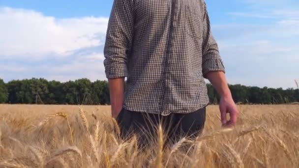밀 밭에 서서 황금 플랜테이션을 보고 있는 남성 농부입니다. 화창 한 날에 보리밭을 살펴보고 있는 젊은 농학자를 가까이 서 보라. 농업에 대한 개념이다. 크레인 슬로우 모션 촬영 — 비디오