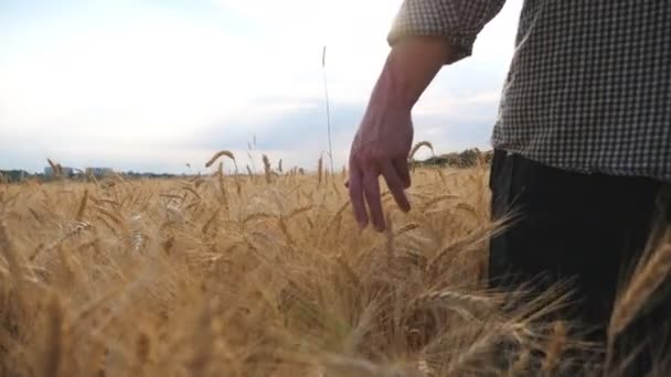 Primo piano del braccio maschile che si muove sul grano maturo che cresce sul prato. Giovane agricoltore a piedi attraverso il campo di cereali e toccando con mano le orecchie d'oro del raccolto. Concetto agricolo. Vista bassa rallentatore — Video Stock